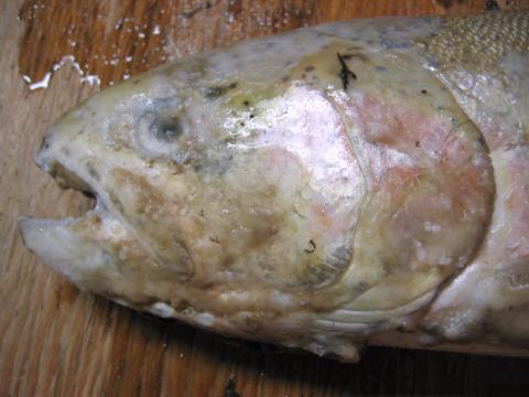 Severe fungal infection in skin of steelhead.