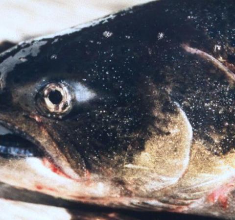 Small white spots are Ich on the skin of Fall Chinook salmon.
