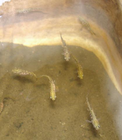 Juvenile rainbow trout.