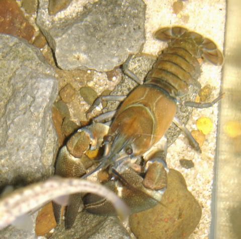 Native Oregon crayfish (signal crayfish?).