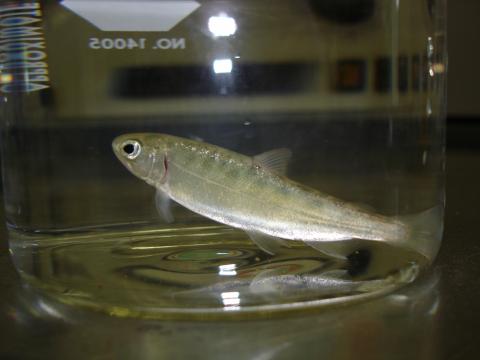 Juvenile rainbow trout