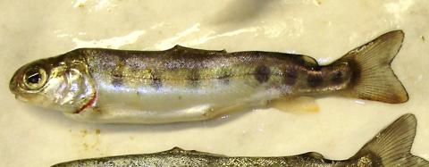 Fish with spinal deformity and darkened tail due to infection with M. cerebralis.