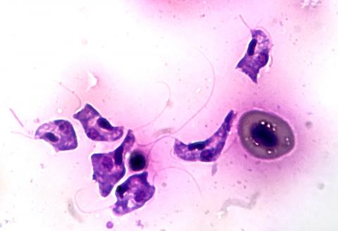 The blood pathogen Cryptobia