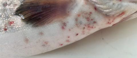 Red spots on belly of rainbow trout caused by the myxozoan parasite Myxobolus squamalis