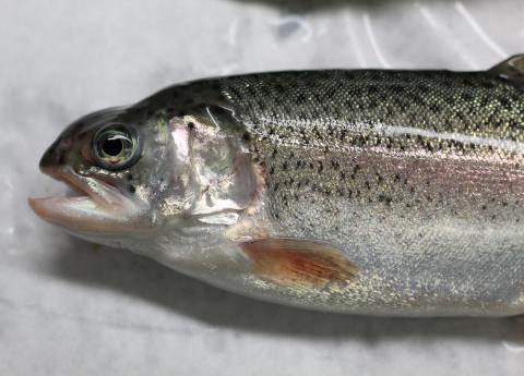 Hatchery-reared rainbow trout