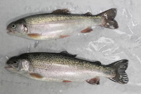 FishPathogens_RainbowTrout_IMG_0009