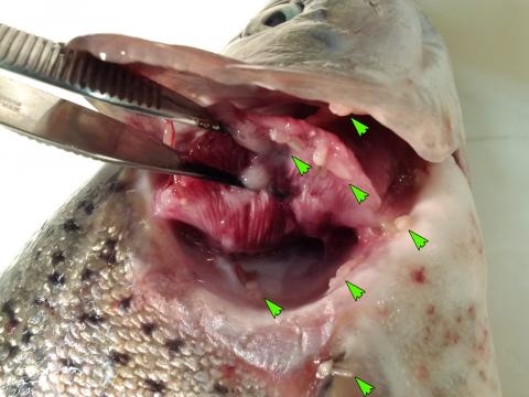 Numerous Salmincola copepods on gills of rainbow trout