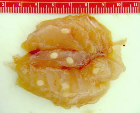 Fish muscle with white Henneguya salminicola cysts.