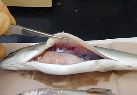 Hemorrhaged swim bladder caused by IHN virus