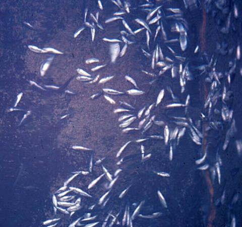 Fish mortality event caused by IHN virus