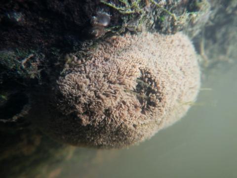 Cluster of tubes of Manayunkia polychaete worms.