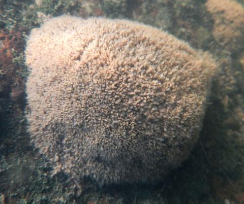 Cluster of tubes of Manayunkia polychaete worms.