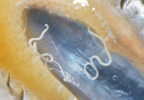 Cystidicola nematodes on swim bladder