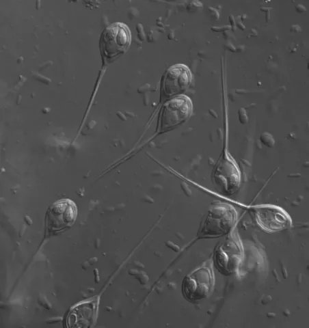 Henneguya myxospores.