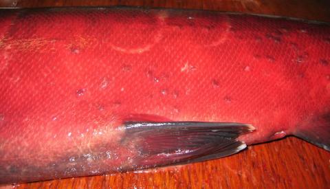 Skin of fish showing several puckered scales, resulting from development of Myxobolus squamalis cysts in the scale pockets.