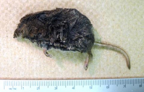 Shrew found in Corvallis, Oregon.