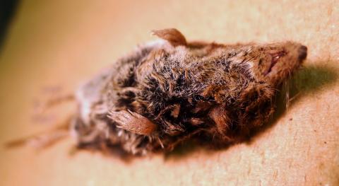 Shrew found in Corvallis, Oregon.