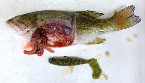 Lure from stomach of smallmouth bass.