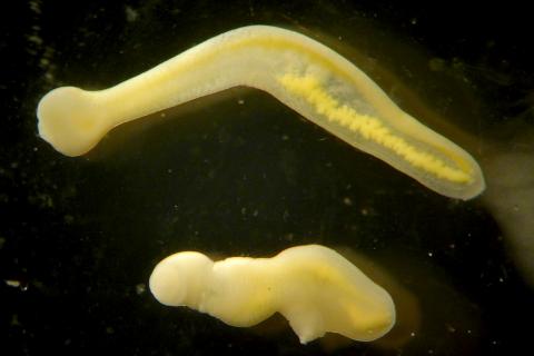 Two Clinostomum metacercariae after emerging from their fish host.