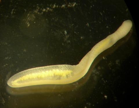 Clinostomum metacercaria after emerging from the fish host.