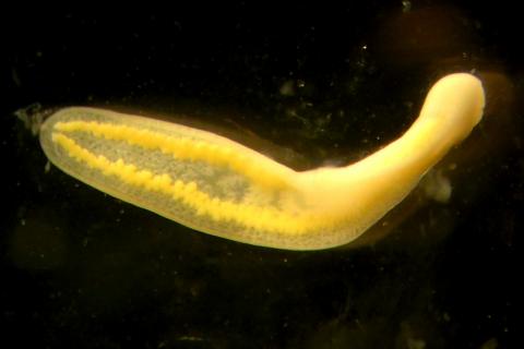 Clinostomum metacercaria after emerging from the fish host.