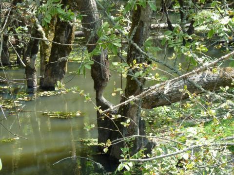 Beaver modification of Dunawi Creek.