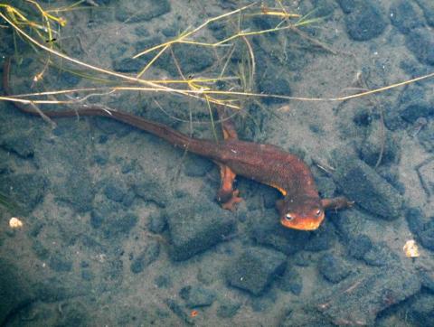 Rough-skinned newt