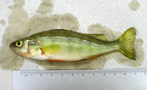 Yellow Perch