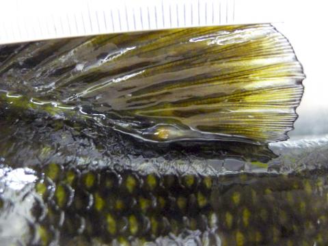 Yellow grub at base of dorsal fin of smallmouth bass.