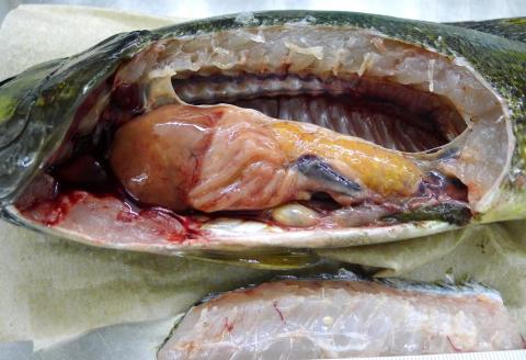 Dissected smallmouth bass. Yellow organ is ovary full of eggs.