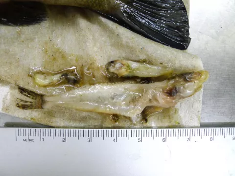 Stomach content of smallmouth bass.