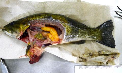 Dissected smallmouth bass.