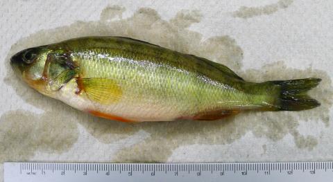 Normal looking yellow perch.