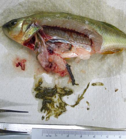 Dissected yellow perch showing dragonfly nymphs in stomach contents.