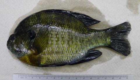 Normal looking bluegill.