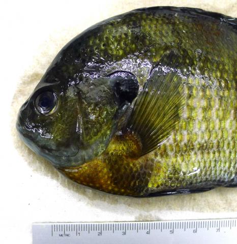 Normal looking bluegill - head region.