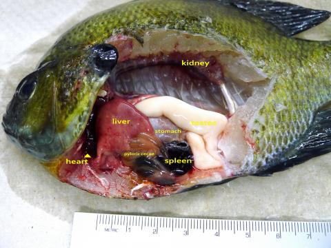 Dissected bluegill with main organs annotated.