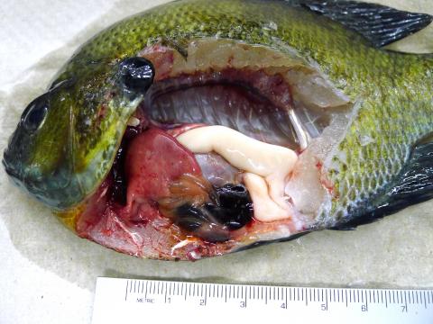 Dissected bluegill.