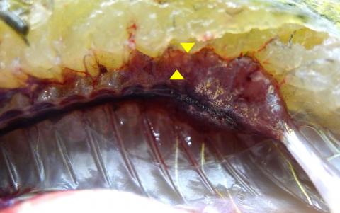 Bluegill with trematode metacercaria (arrowed) in its kidney.