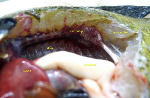 Dissected bluegill with some of the main organs annotated.