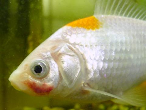 Goldfish displaying red patch on face due to bacterial infection.