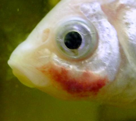 Goldfish displaying red patch on face due to bacterial infection.