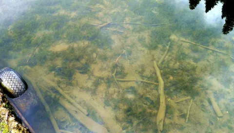 Leaburg Dam - shallows near parking lot