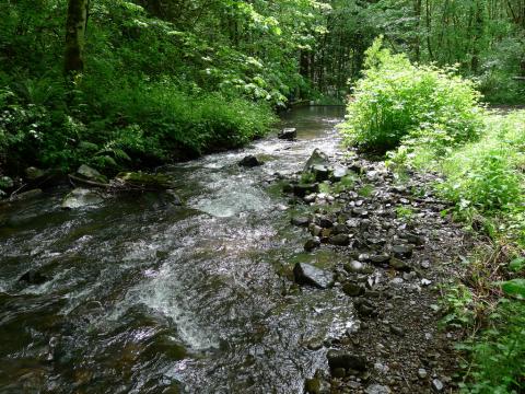 Cogswell Creek looking downstream to hatchery intake structure.