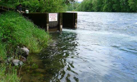 McKenzie River immediately downstream of hatchery outflow.