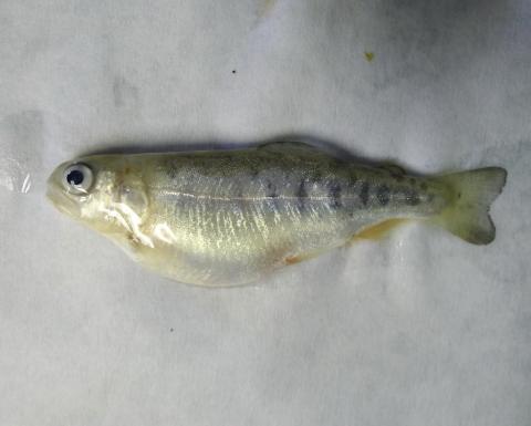 Juvenile rainbow trout with swollen belly.