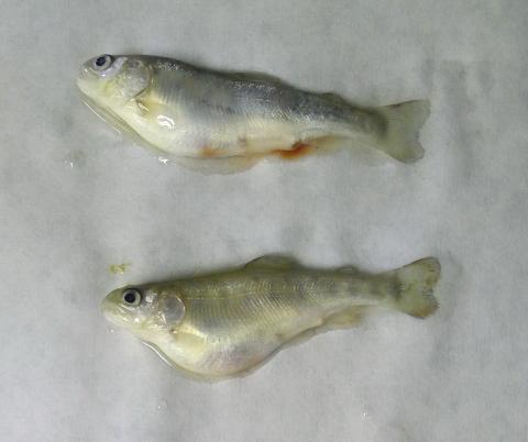 Juvenile rainbow trout showing signs of C. shasta infection.