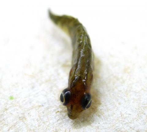 Stickleback with eyes grossly distended due to trematode metacercariae.