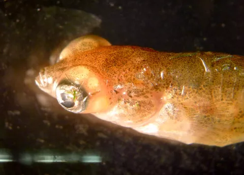 Stickleback with eyes grossly distended due to trematode metacercariae.