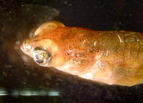 Stickleback with eyes grossly distended due to trematode metacercariae.